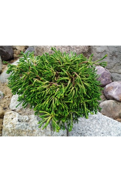 Саджанець кипарисовика Гітте